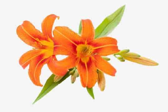 Bulbine Frutescens компоненті
